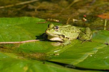 Teichfrosch