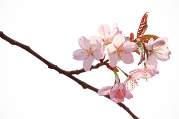 Branch of cherry blossoms isolated on white background. branch of a tree with blooming spring flowers