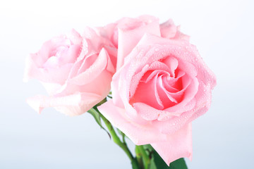 Fototapeta na wymiar pink roses isolated on white background