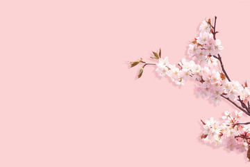 branch of blossoming sakura isolated on pink background. branch of a tree with blooming spring flowers