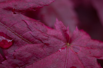 close up japanese maple red before it turns into green