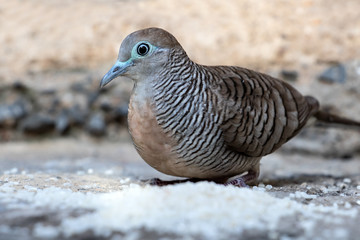 A pigeon is feeding the rice in the backyard, Thailand. Zebra dove eat hard grains of white rice, close up.