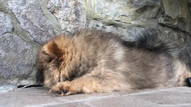 Dog "Pomeranian Spitz" in the yard. Near the house is a young puppy brown color.