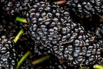 Ripe and fresh fruit of black mulberry, healthy food of juicy mulberry fruit. Close-up, the texture of the berries on the full frame