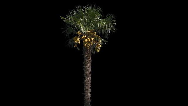 Date Palm Tree with fruit isolated on black background with alpha channel - Apple ProRes 4444 with Alpha channel, 10bit high quality footage