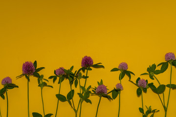 Naklejka premium clover flowers on yellow background with copy space