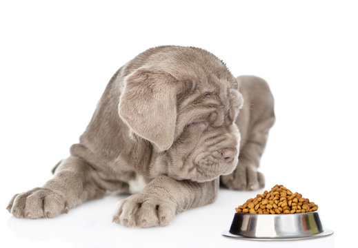 Neapolitana mastino puppy sniffing dry food for pet. isolated on white background