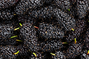 Ripe and fresh fruit of black mulberry, healthy food of juicy mulberry fruit. Close-up, the texture...
