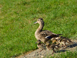 duck on grass