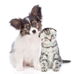 Papillon puppy and kitten with tilt heads sitting together. isolated on white background