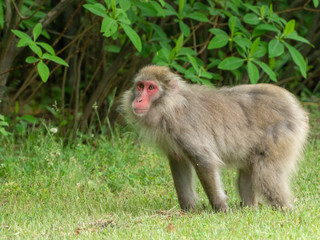 Japanese Monkey