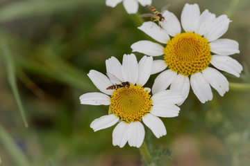 Obraz premium daisy bee