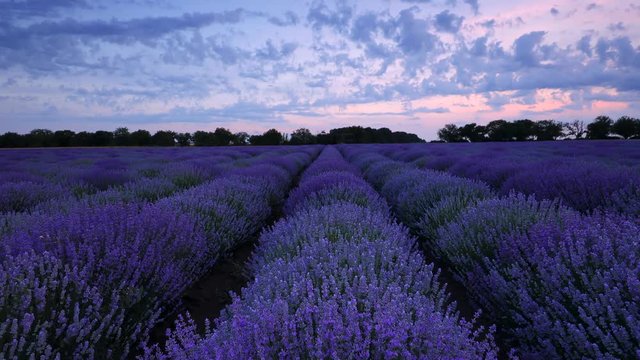 Lavender field and endless blooming rows, summer sunset landscape, Provence France