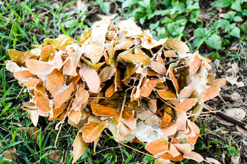 Close Up Of A Flower head
