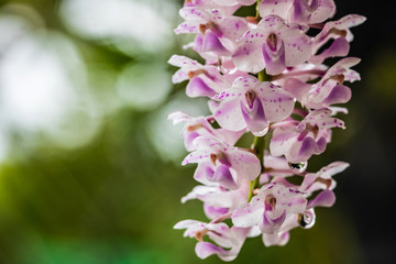 Beautiful orchid in the garden.