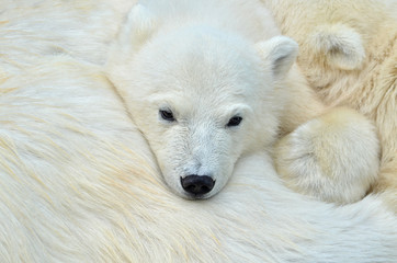 Fototapeta na wymiar The white bear is sleeping.