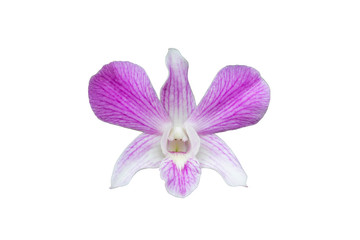 Beautiful orchid isolated on white background.