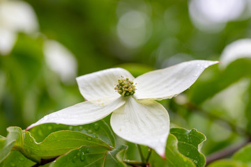 white flowering dogwood flower in the garden
