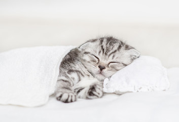 Tabby kitten sleeping on a pillow under blanket at home. Empty space for text