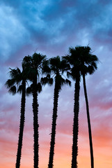 Palm trees at sunset