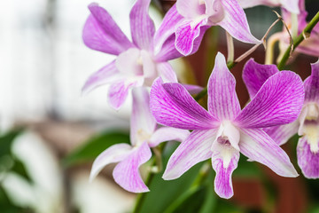 Beautiful orchid in the garden.