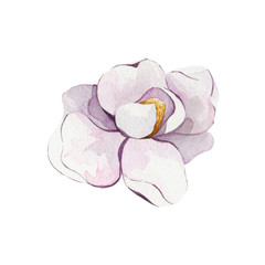 Tender watercolor illustration of magnolia. Hand drawn flower. 