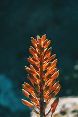 Close-up of the top of a raceme of aloe arborescens