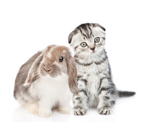 Kitten and rabbit sitting together. Isolated on white background