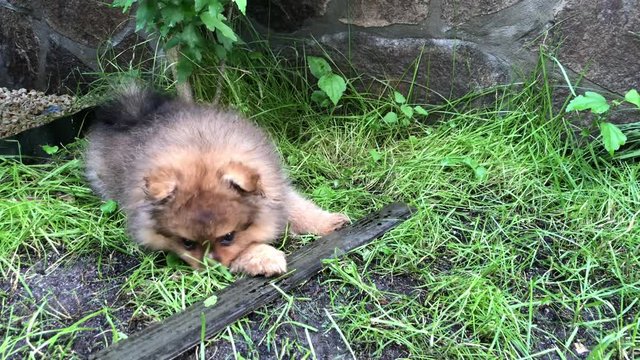 Dog "Pomeranian Spitz" playing in the yard. A young puppy gnaws a stick on the grass.