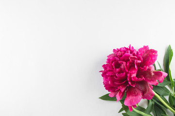 Burgundy peony on a white background. Photo background.