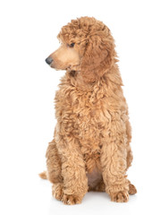 Royal poodle looking away. isolated on white background
