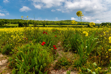 Rapeseed and Poppies in field near Wye, Ashford in Kent, England