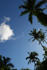 Obraz na płótnie Canvas 晴天の青空と南国沖縄のヤシの木