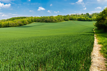 Footpath through a wheat field near Wye, Ashford in Kent, England - obrazy, fototapety, plakaty