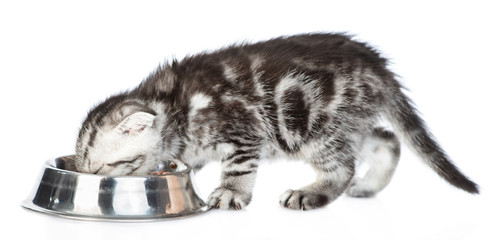 Tabby baby kitten eating food from bowl in profile. isolated on white background