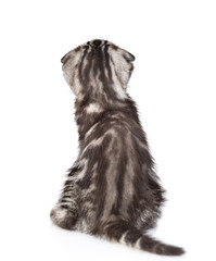 Tabby kitten sitting in back view looking up. isolated on white background