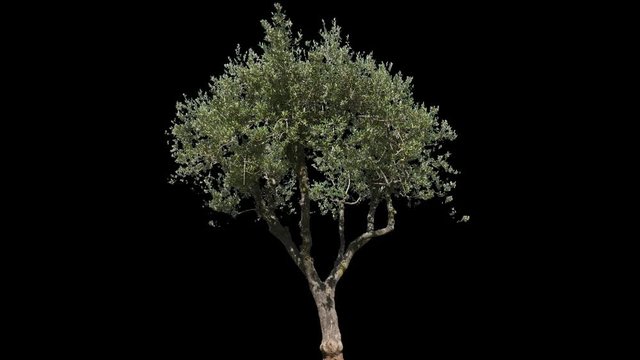 Small Olive Tree isolated on black background with alpha channel - Apple ProRes 4444 with Alpha channel, 10bit high quality footage