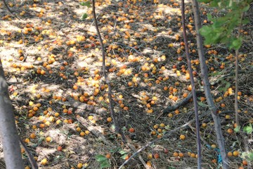 fruit
