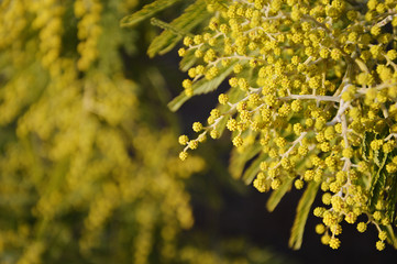 primo piano fiori di mimosa con sfondo sfocato giallo