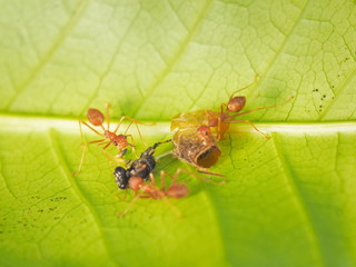 Soft focus a group of Weaver Ant or Green Tree Ants hunting the food, taking a Black Mud Dauber on green leaf to the nest.
