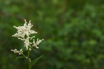 Whitehead branch on a green blurred background