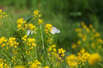 White butterfly sits on a yellow flower in Siberia
