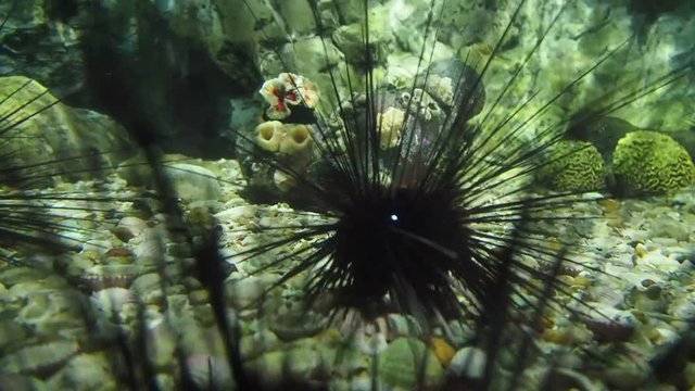 Sea urchin close up underwater moving, Echinoidea, Echinodermata, Echinozoa