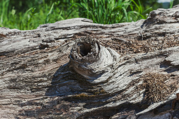 A knot on an old tree on a sunny day