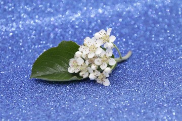 black chokeberry flowers with bokeh on blue background