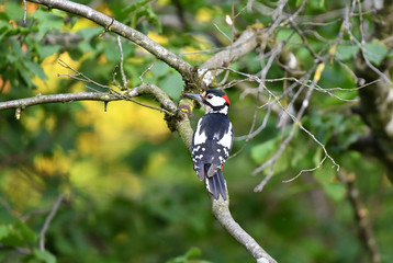 Buntspecht M&auml;nnlich