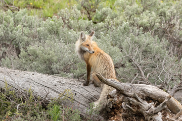 Red Fox on log