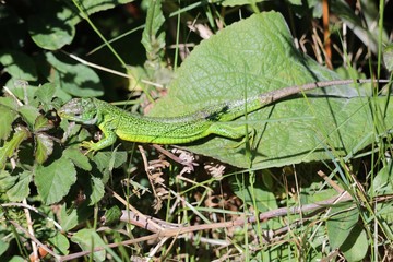 Caméléon