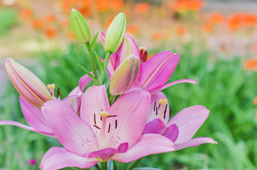 Fototapeta premium Flower and buds of an Asian pink lilium close up
