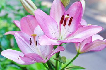 Flower and buds of an Asian pink lilium close up